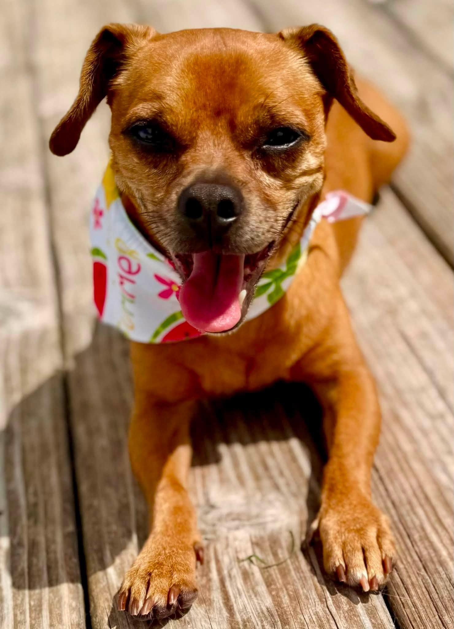 Desi, ADOPTABLE, Adult Male Dachshund.
