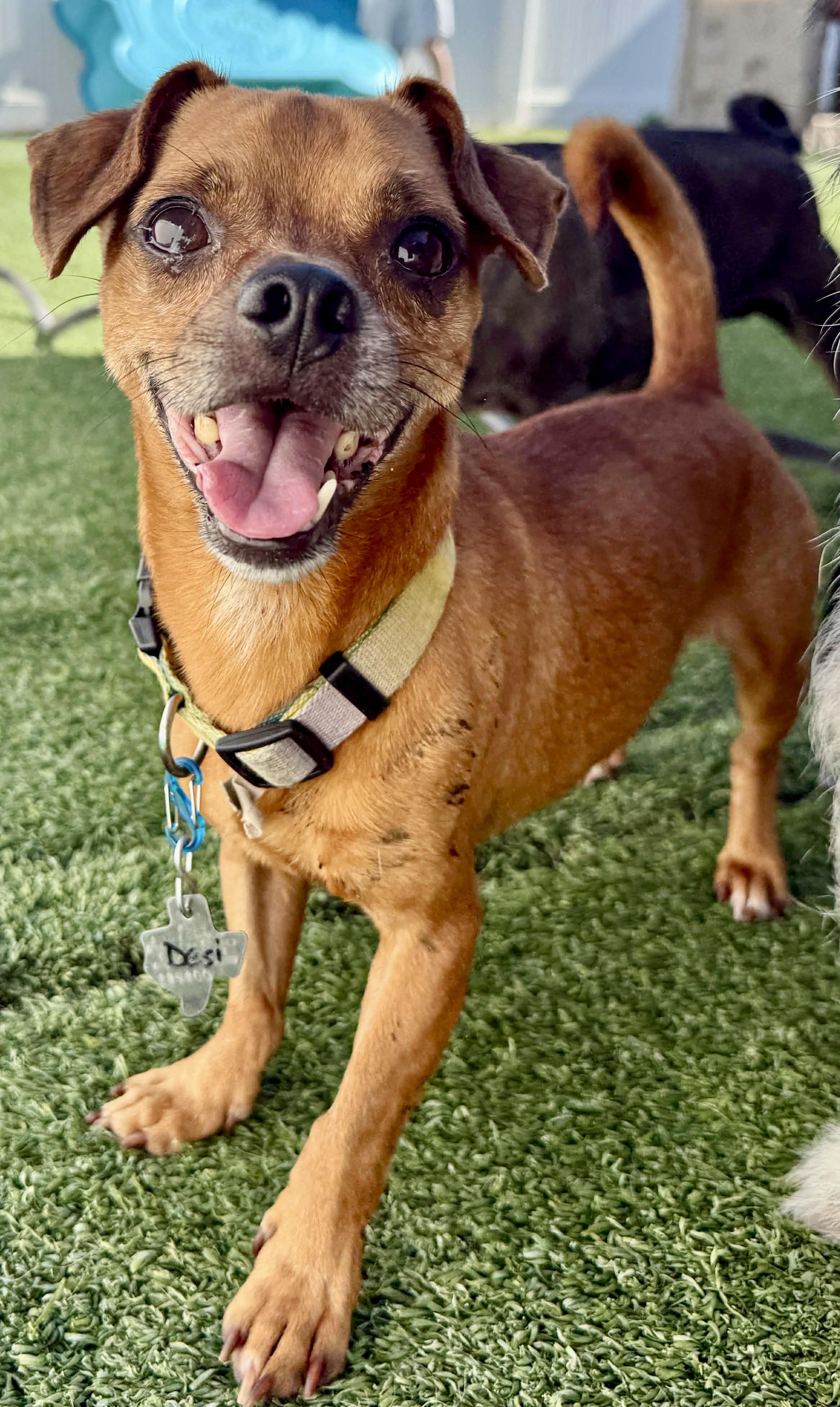 Enlarge Desi, a ADOPTABLE mixed breed in Brookfield, WI image 2/2