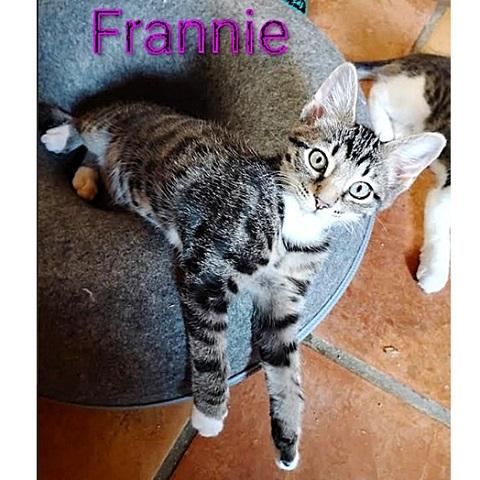 Frannie