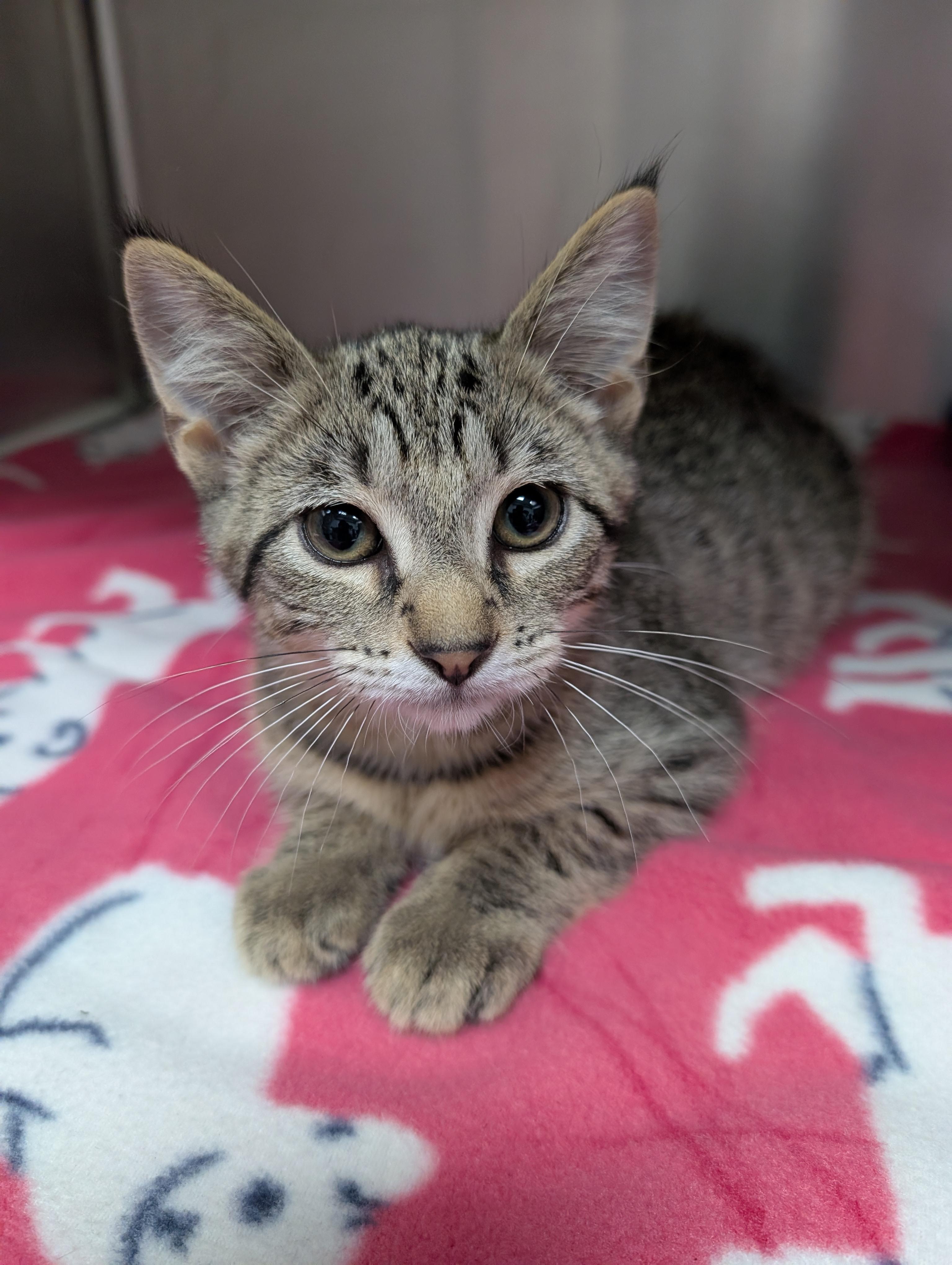 Enlarge Altoviti, an adopted Domestic Short Hair in New Ulm, MN image 1/1