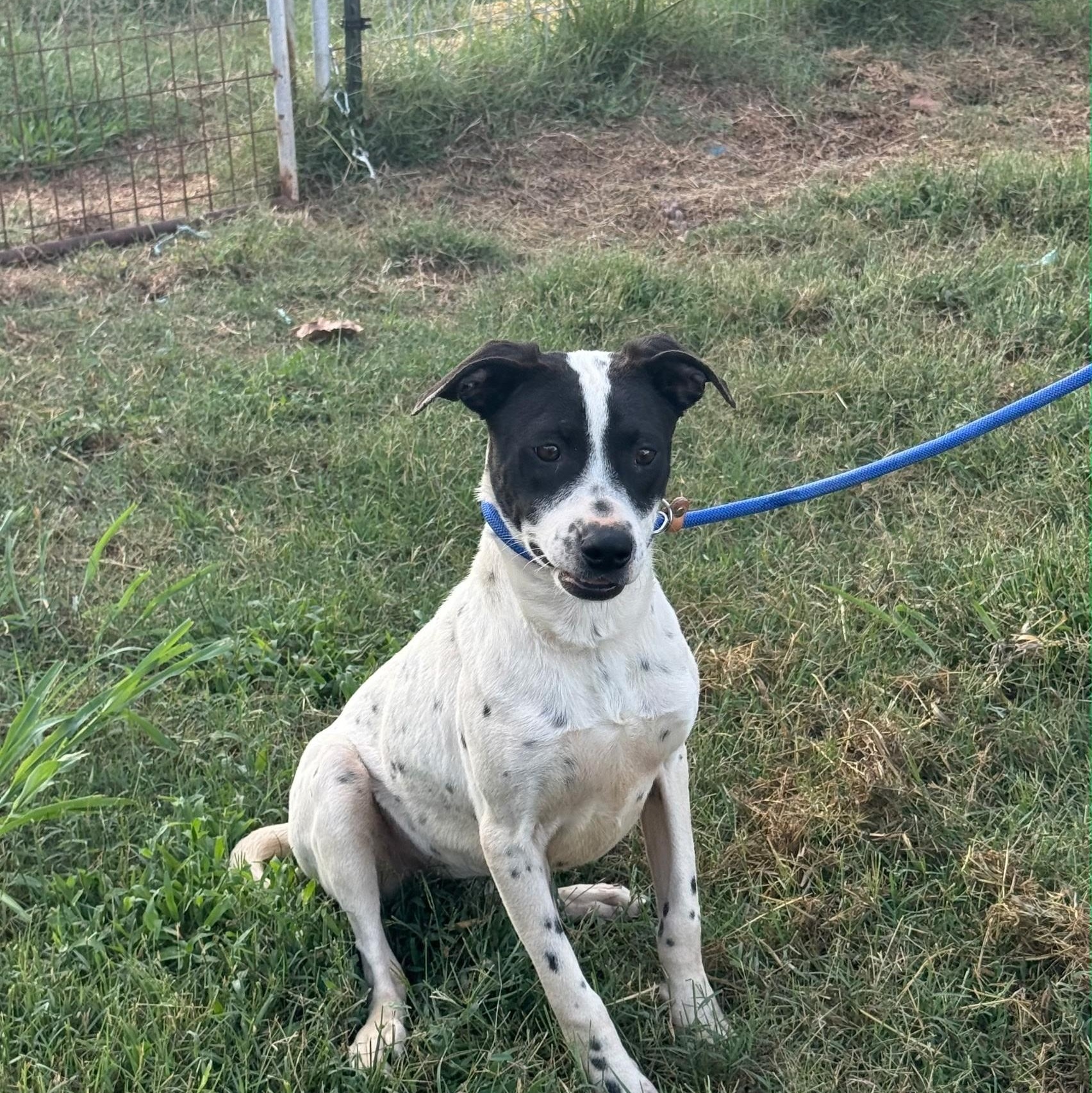 Enlarge Mothra (Scott-fostered in TN), a Adoptable mixed breed in Brooklyn, CT image 2/4