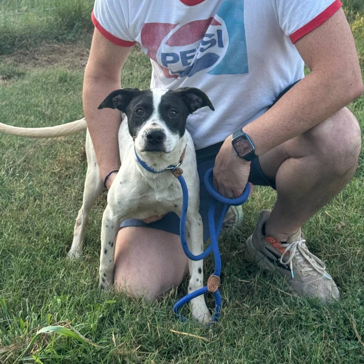 Enlarge Mothra (Scott-fostered in TN), a Adoptable mixed breed in Brooklyn, CT image 4/4