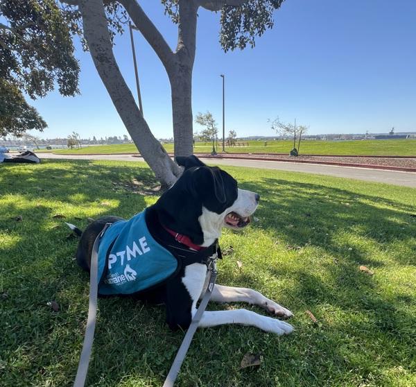 Enlarge Sincere, a Adoptable mixed breed in El Cajon, CA image 1/1