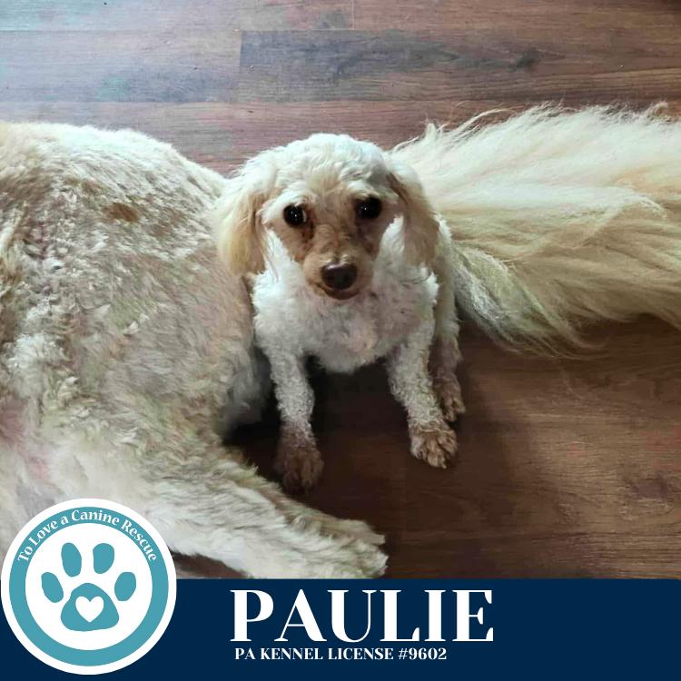 Enlarge Paulie 101125, a Adoptable Poodle in Kimberton, PA image 1/6