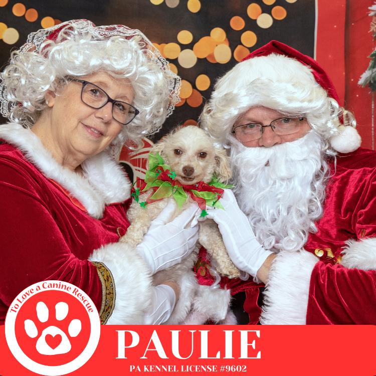 Enlarge Paulie 101125, a Adoptable Poodle in Kimberton, PA image 2/6