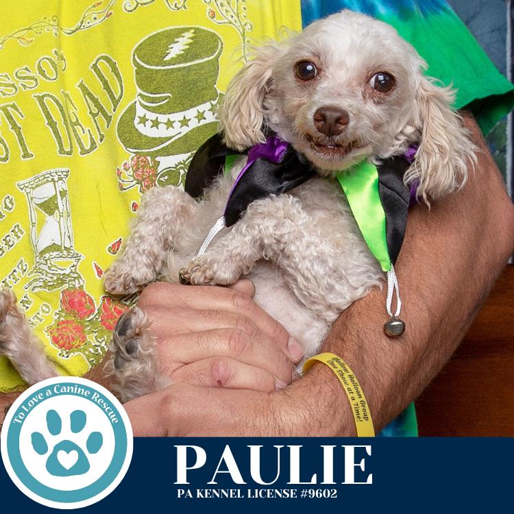 Enlarge Paulie 101125, a Adoptable Poodle in Kimberton, PA image 3/6