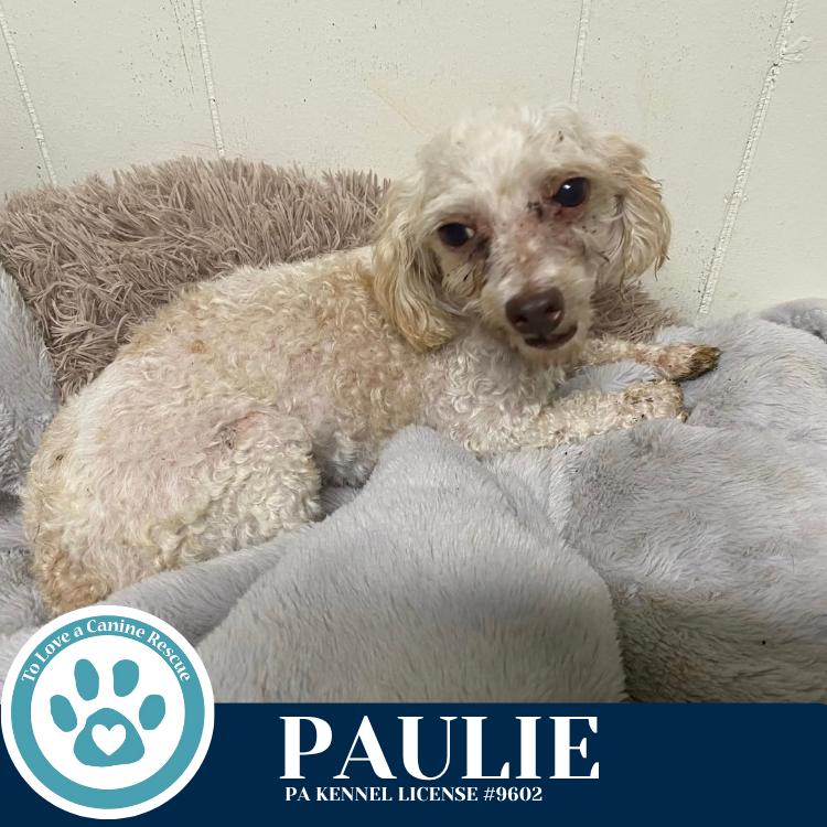 Enlarge Paulie 101125, a Adoptable Poodle in Kimberton, PA image 4/6