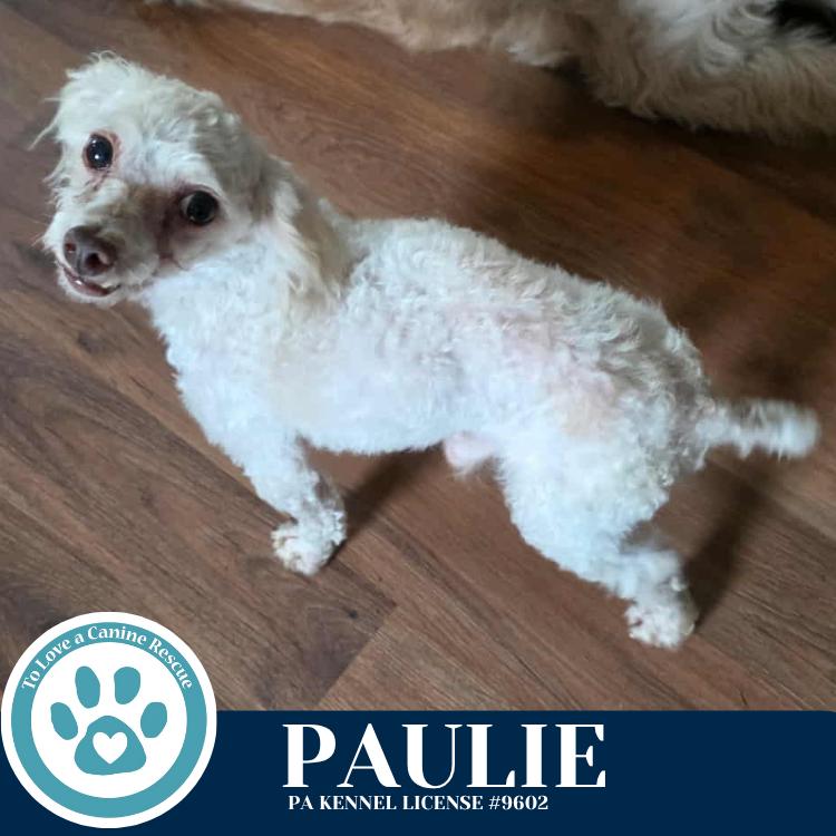 Enlarge Paulie 101125, a Adoptable Poodle in Kimberton, PA image 5/6
