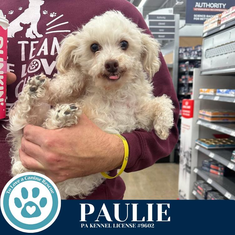 Enlarge Paulie 101125, a Adoptable Poodle in Kimberton, PA image 6/6