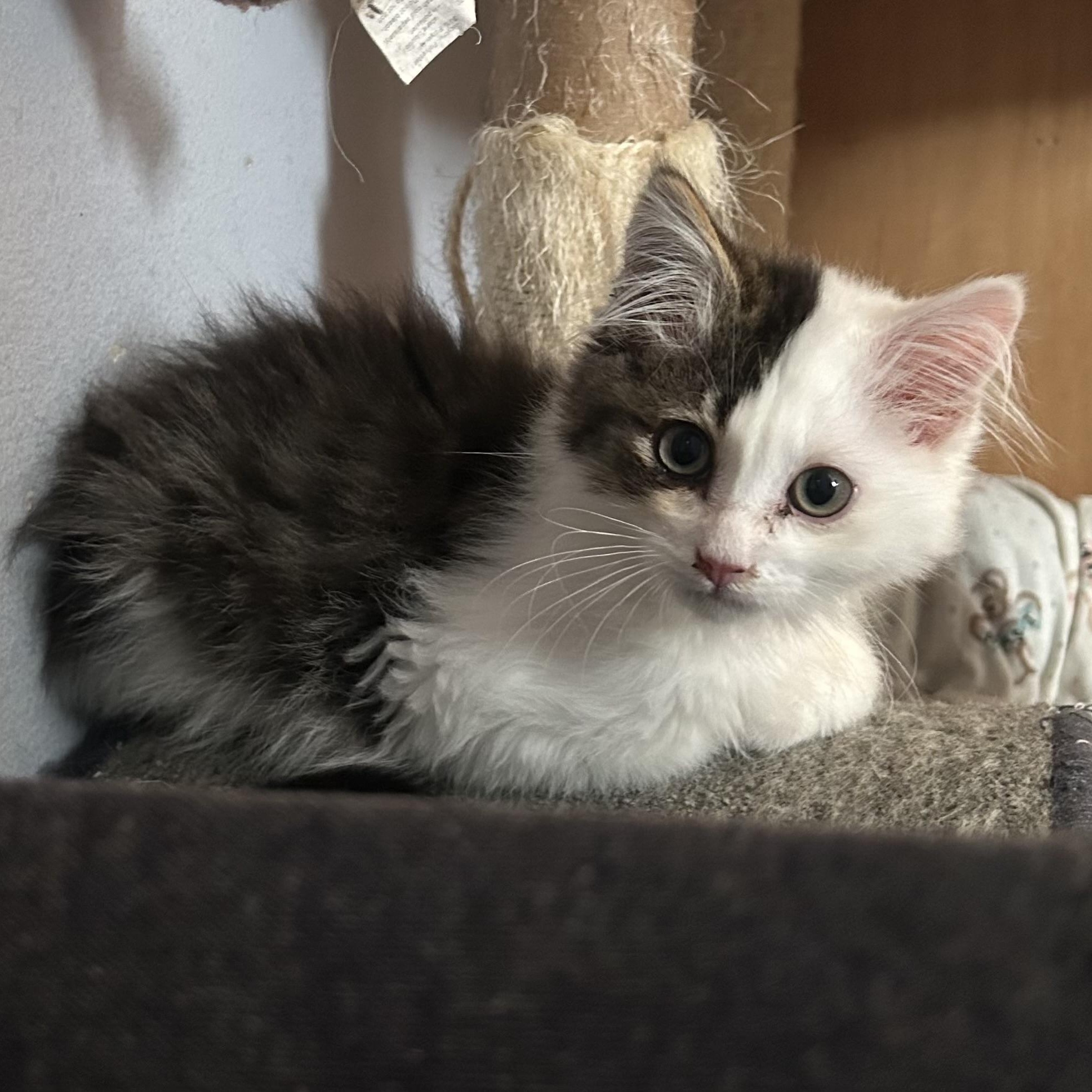 Walter