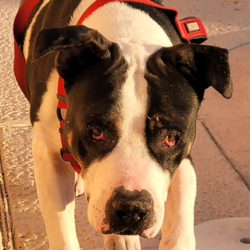 Apollo, a Adoptable Pit Bull Terrier in Pahrump, NV image 1/3
