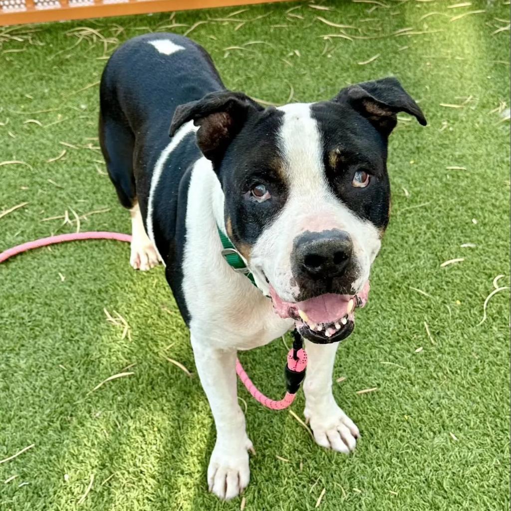 Apollo, a Adoptable Pit Bull Terrier in Pahrump, NV image 2/3