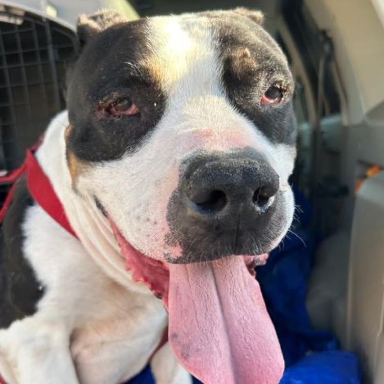 Apollo, a Adoptable Pit Bull Terrier in Pahrump, NV image 3/3