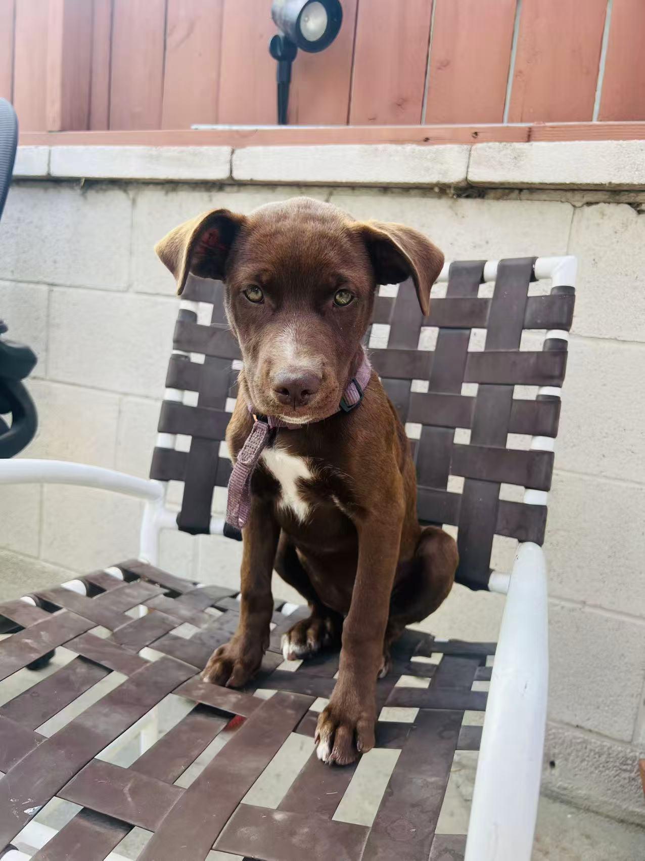 Amy, an adoptable Labradoodle in Van Nuys, CA, 91401 | Photo Image 2