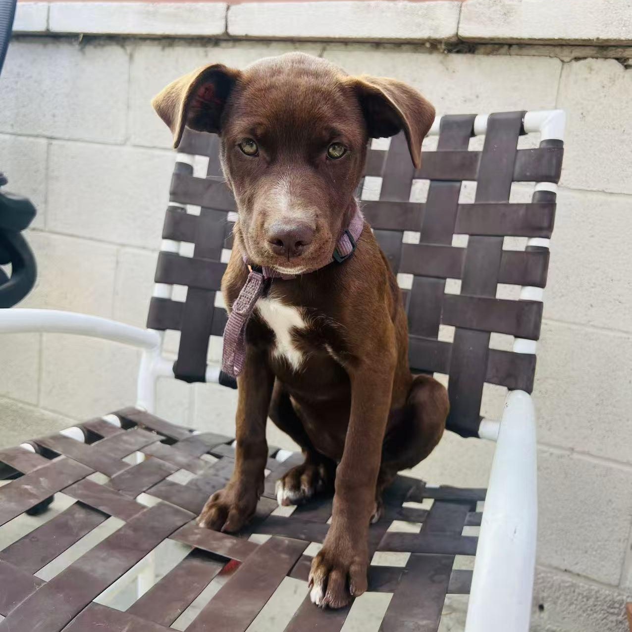 Amy, a Adoptable Labradoodle in Van Nuys, CA image 3/5