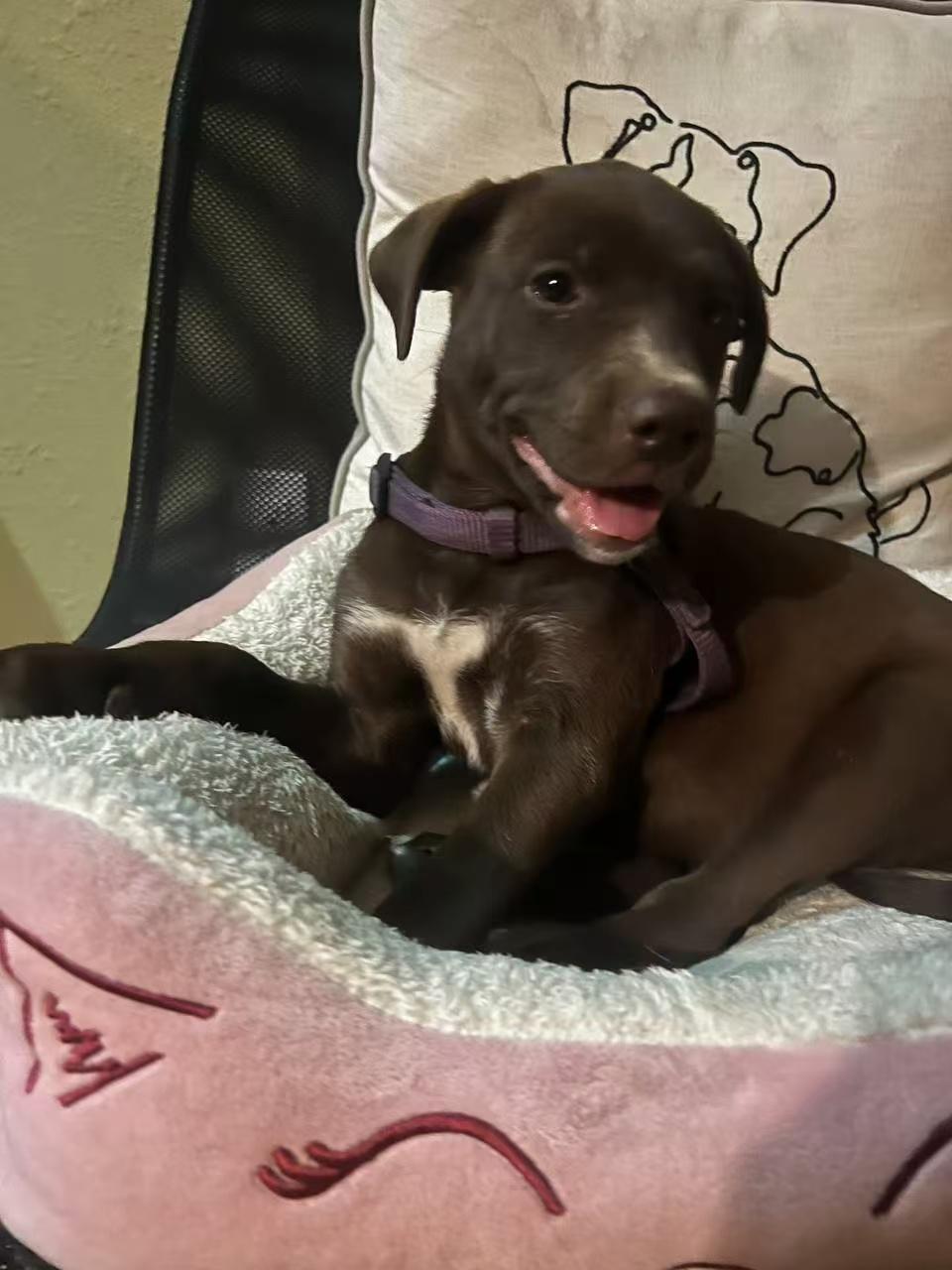 Amy, an adoptable Labradoodle in Van Nuys, CA, 91401 | Photo Image 3