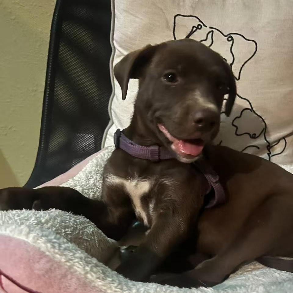 Amy, a Adoptable Labradoodle in Van Nuys, CA image 4/5