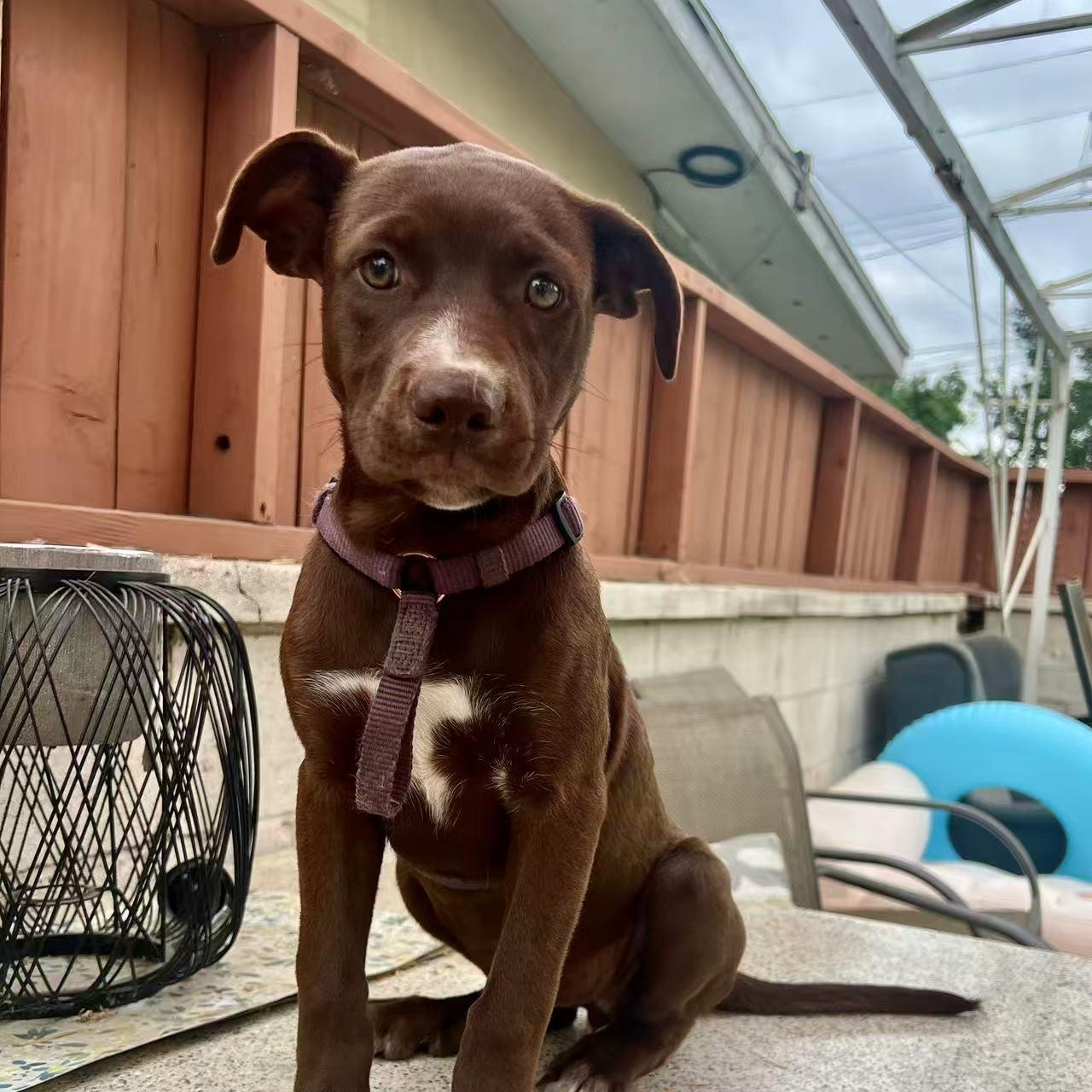 Amy, Adoptable, Puppy Female Labradoodle.