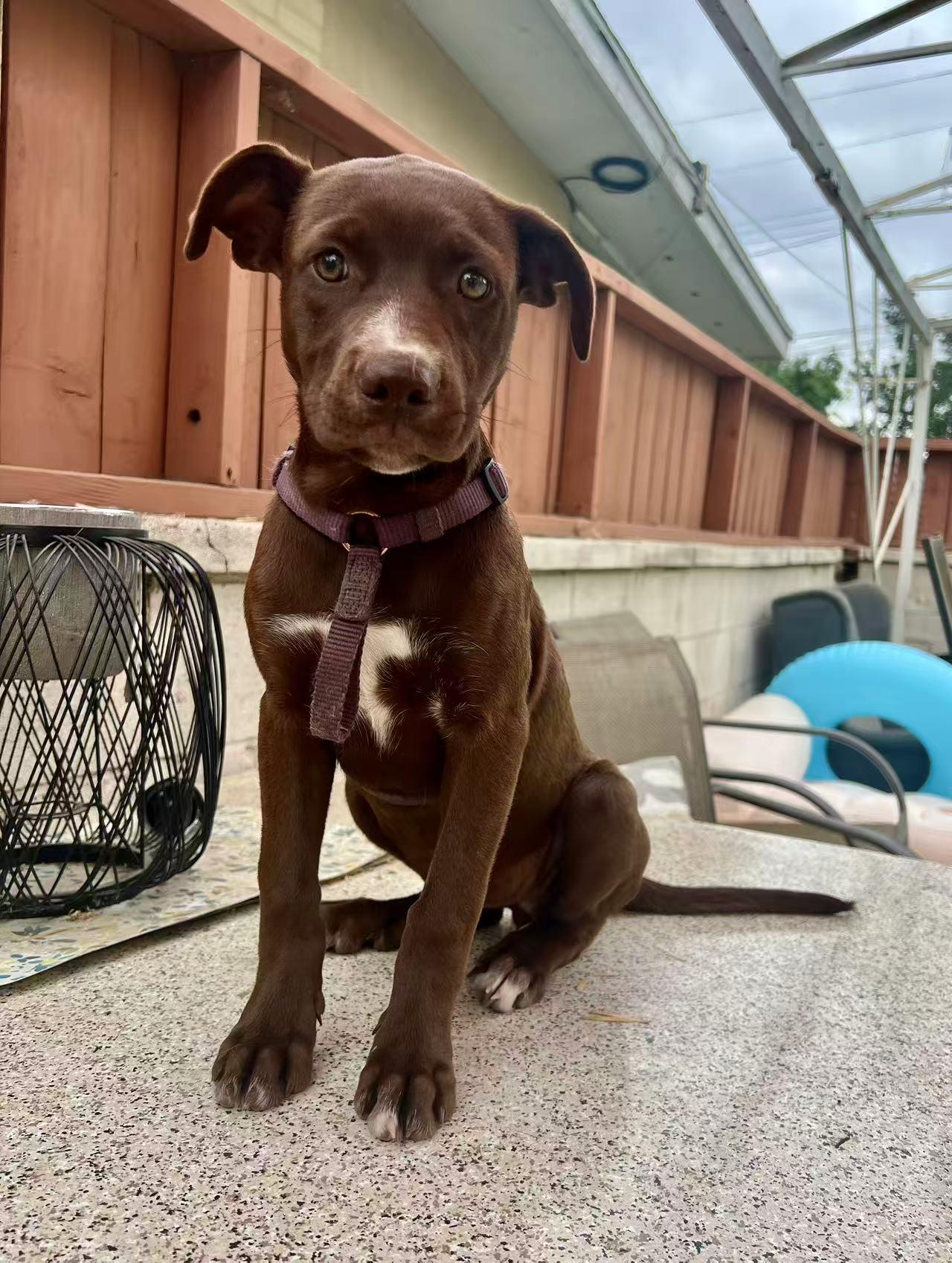 Amy, an adoptable Labradoodle in Van Nuys, CA, 91401 | Photo Image 1