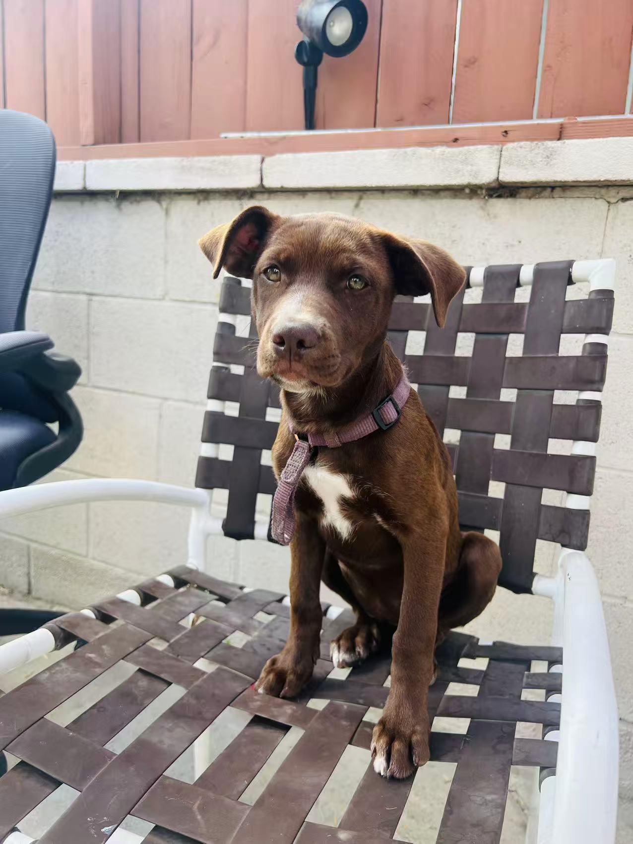 Amy, an adoptable Labradoodle in Van Nuys, CA, 91401 | Photo Image 4