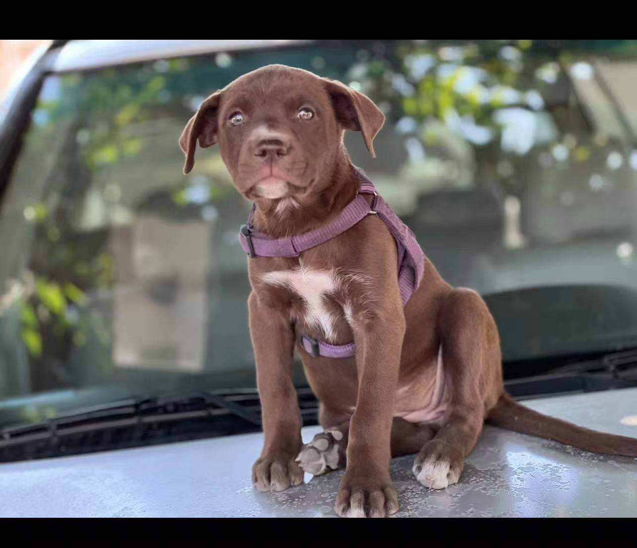 Amy, an adoptable Labradoodle in Van Nuys, CA, 91401 | Photo Image 5