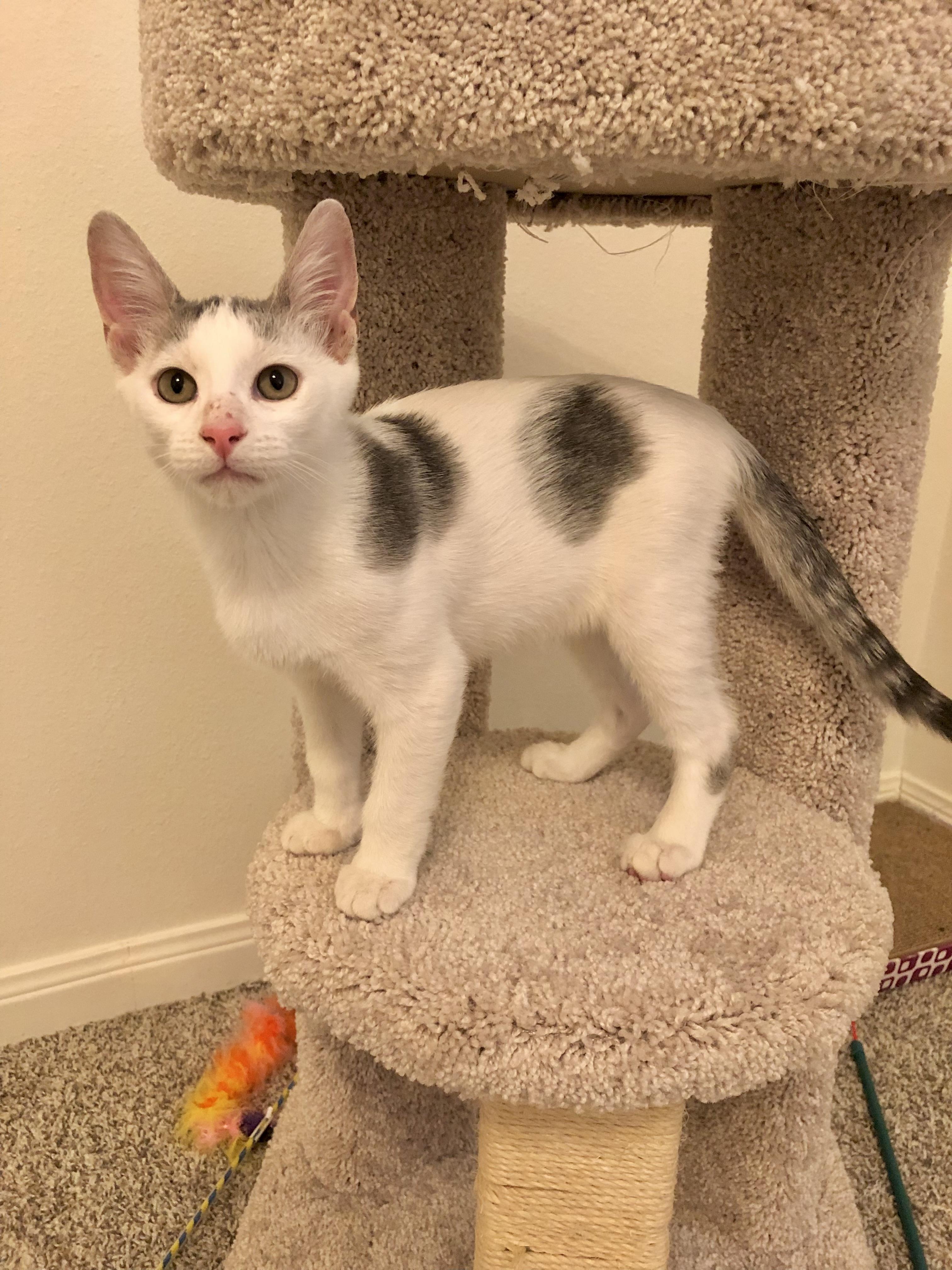 Jesse - North Conroe Petsmart