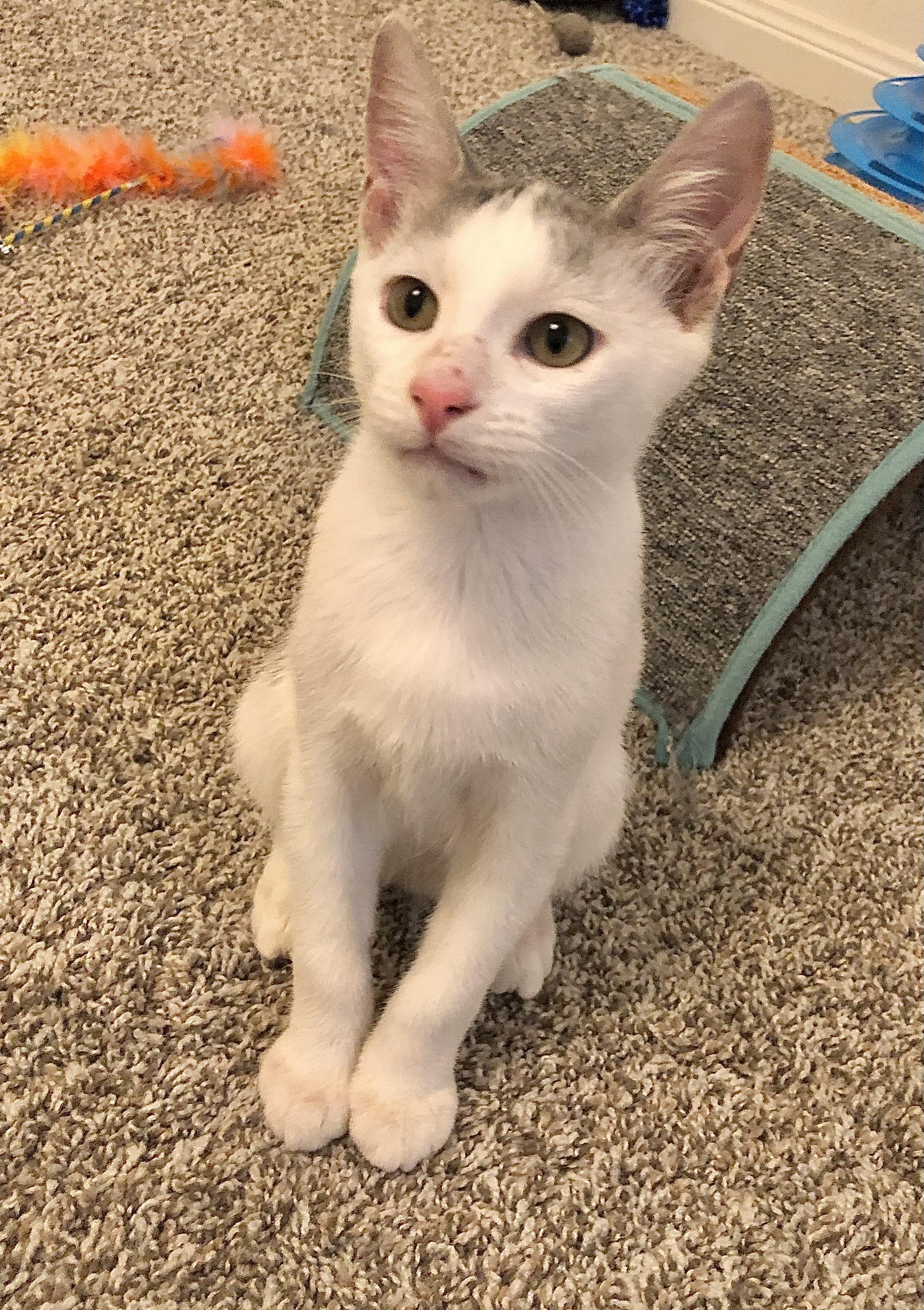 Jesse - North Conroe Petsmart