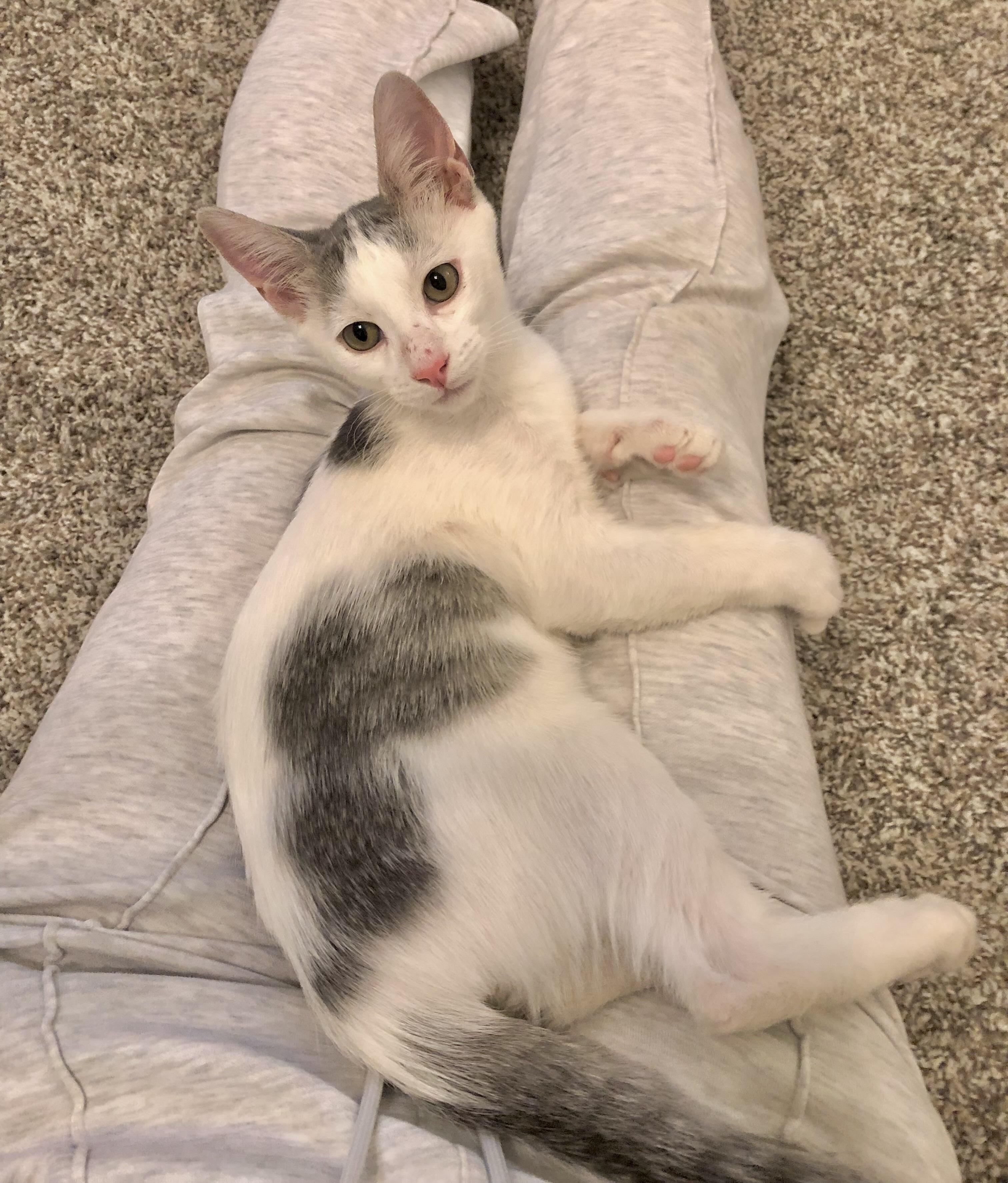 Jesse - North Conroe Petsmart