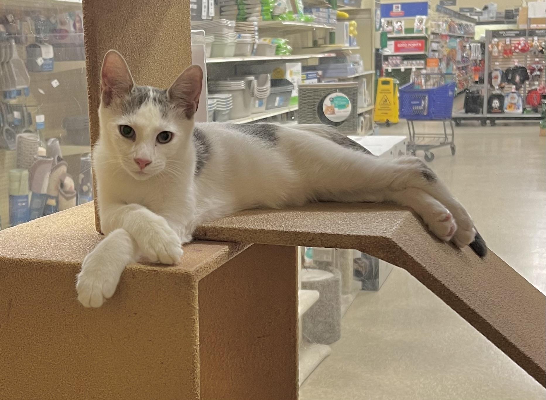 Jesse - North Conroe Petsmart