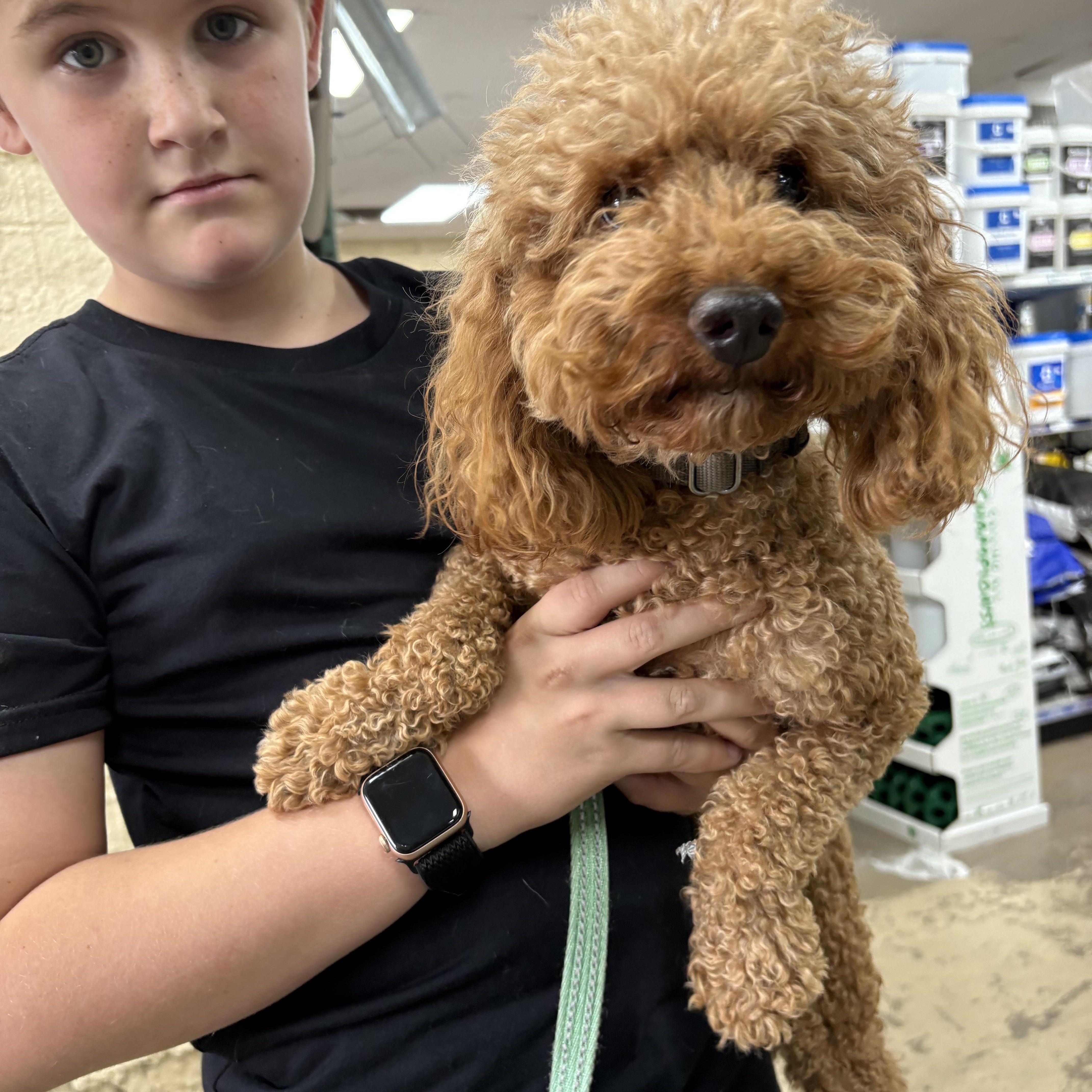 Dior, adopted, Young Male Miniature Poodle.
