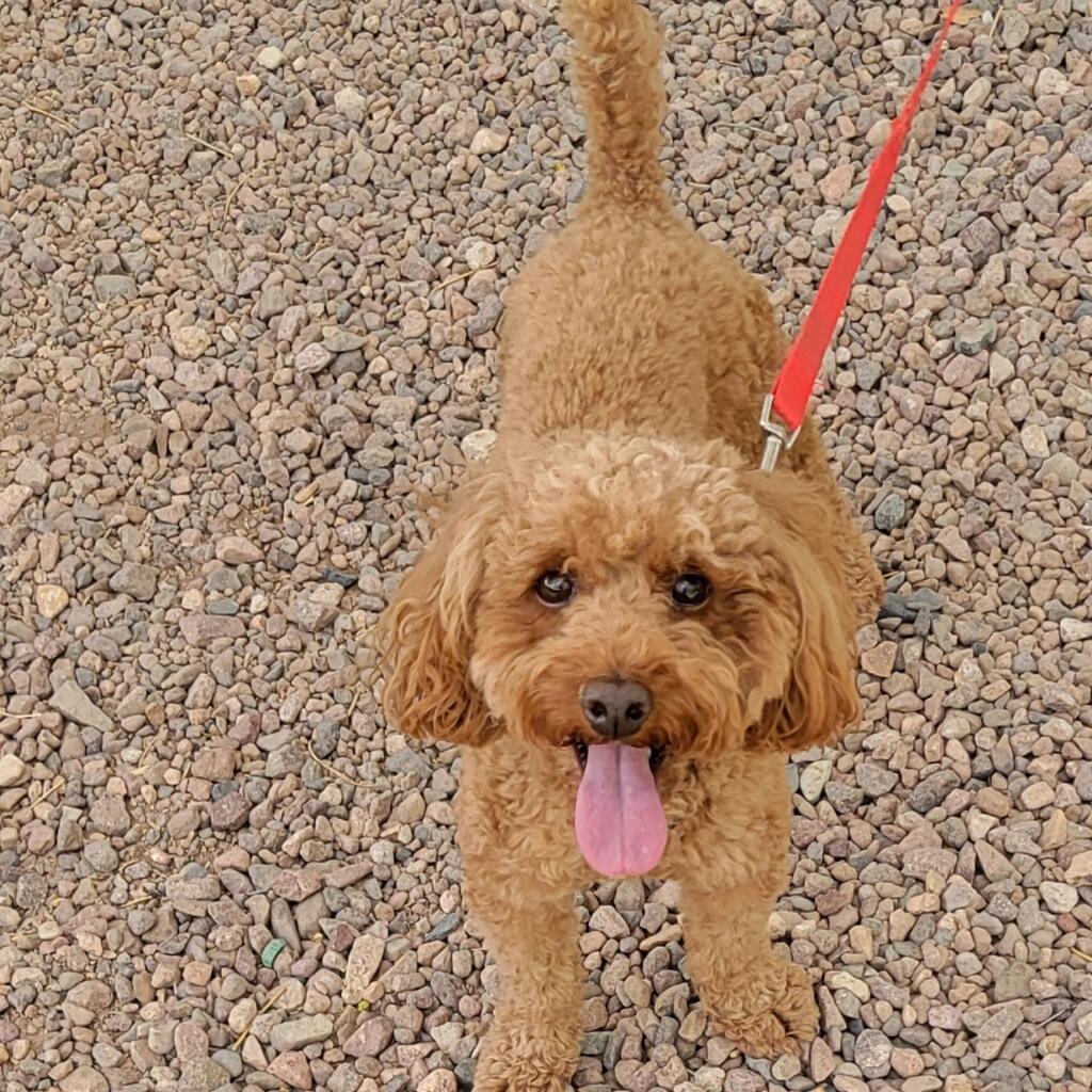 Dior, an adopted Miniature Poodle in Tucson, AZ image 2/4