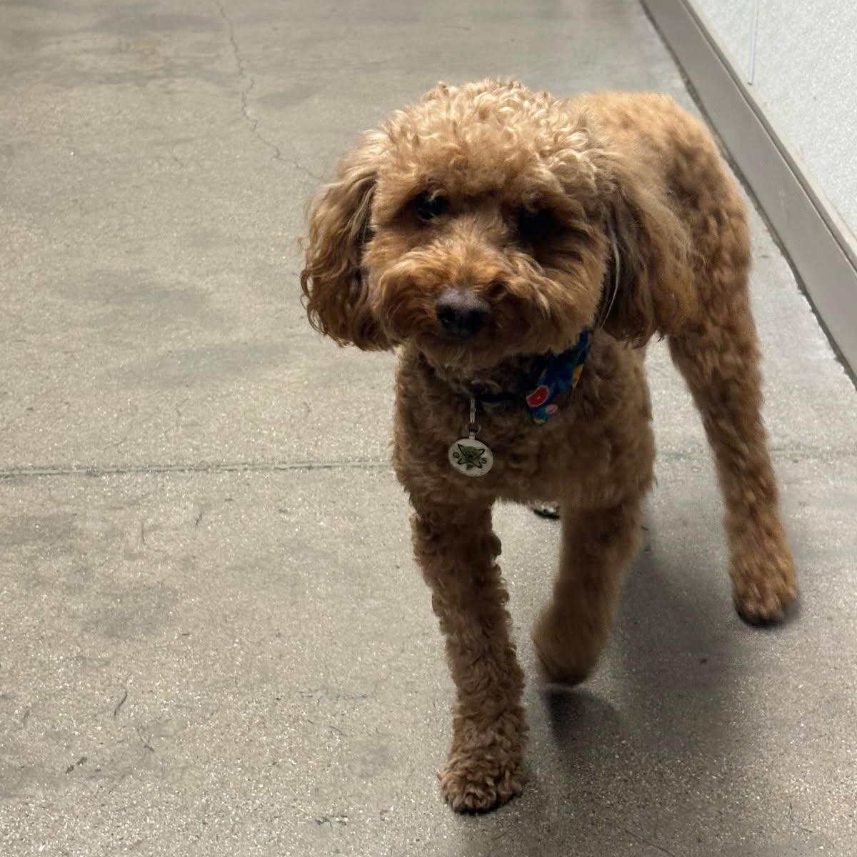 Dior, an adopted Miniature Poodle in Tucson, AZ image 3/4