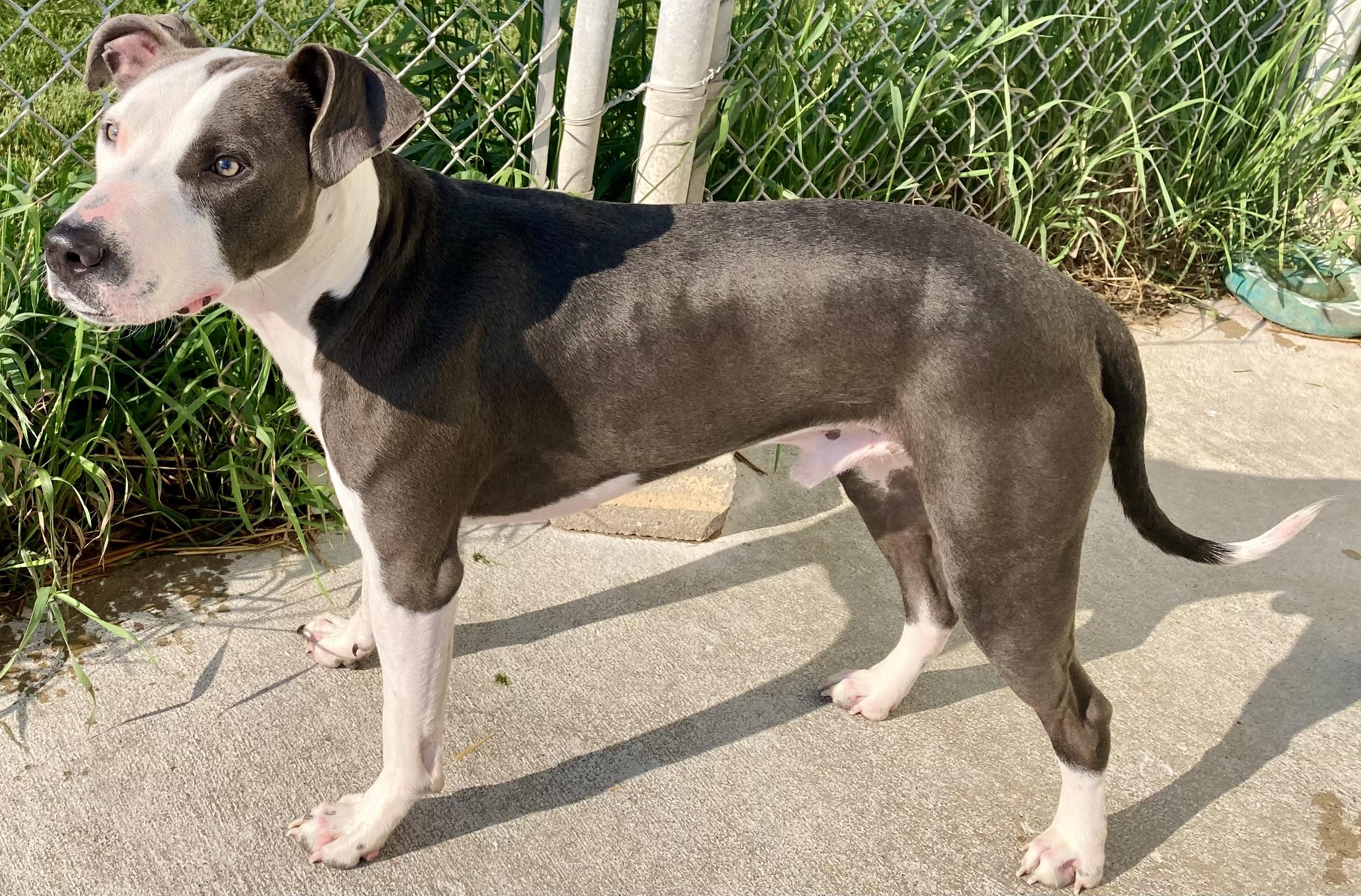 Argen, Adopted, Adult Male Pit Bull Terrier & Greyhound.