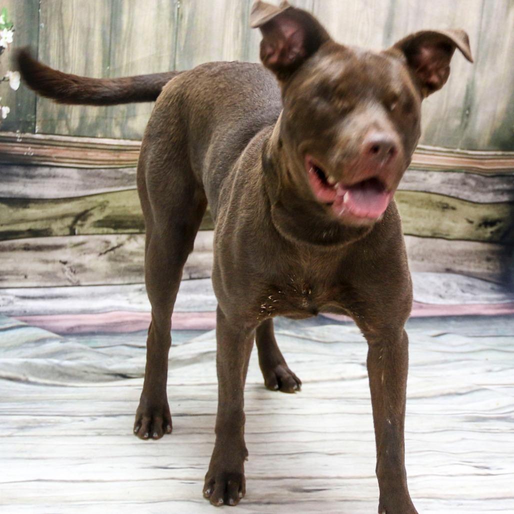 Ollie (Iless), a Adoptable Mixed Breed in Casa Grande, AZ image 1/2