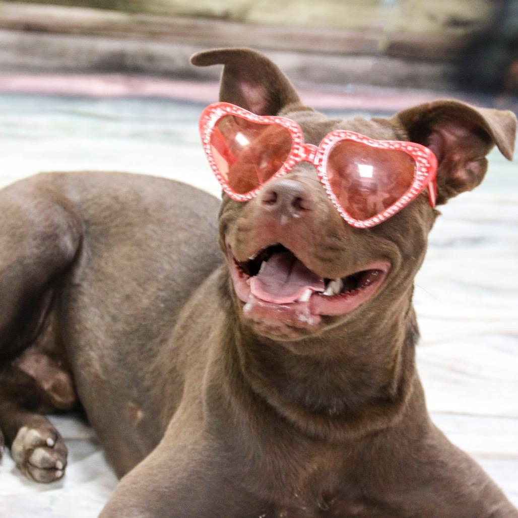 Ollie (Iless), a Adoptable Mixed Breed in Casa Grande, AZ image 2/2
