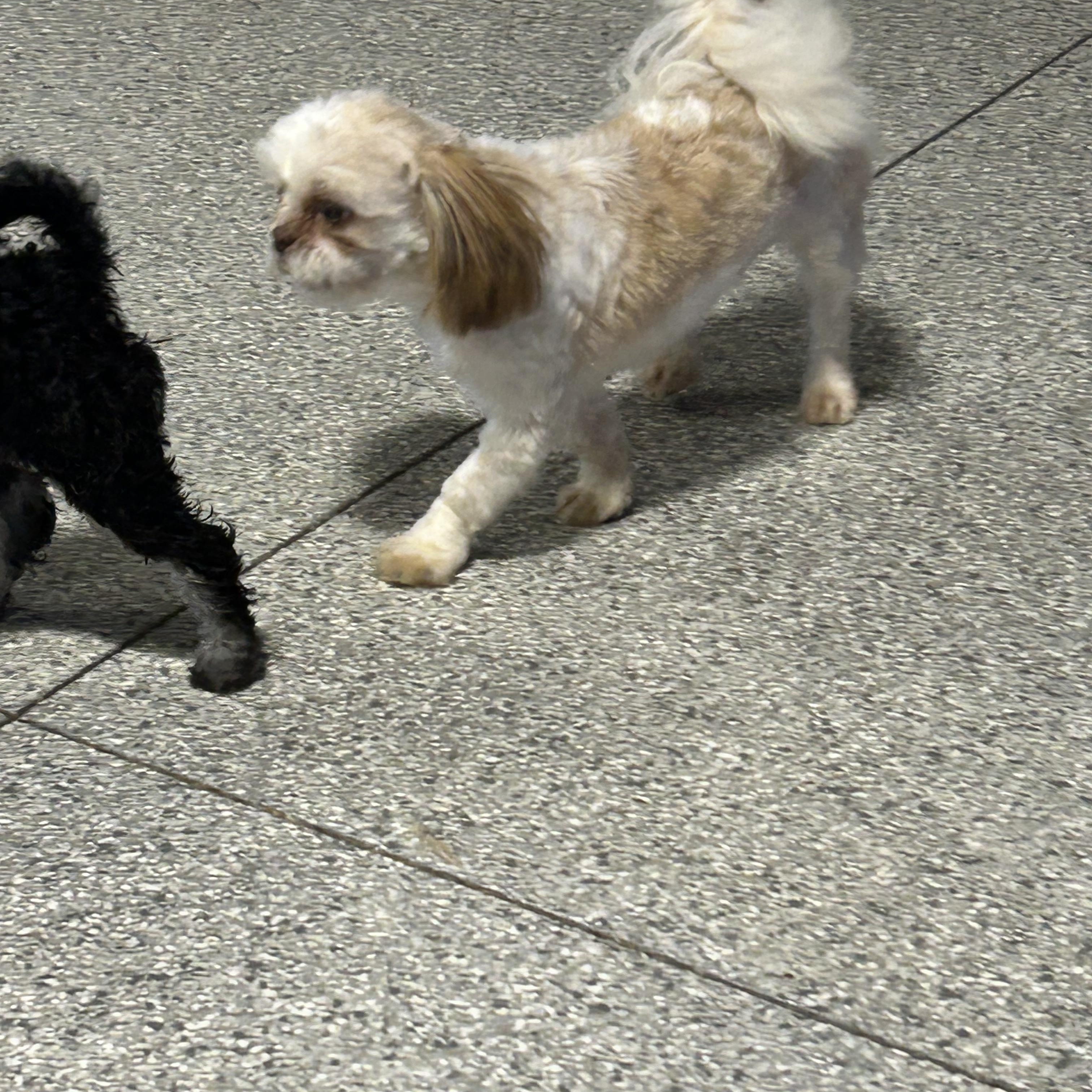 Enlarge Sammy. 8.2 lbs, a Adoptable Shih Tzu in Maumee , OH image 2/5