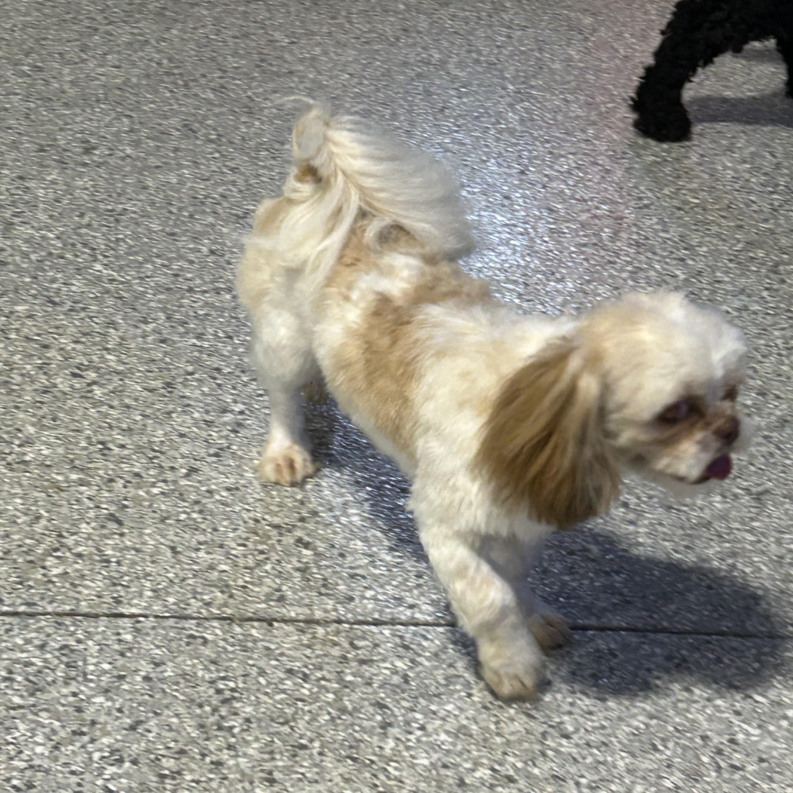 Enlarge Sammy. 8.2 lbs, a Adoptable Shih Tzu in Maumee , OH image 3/5