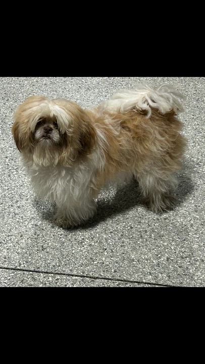 Enlarge Sammy. 8.2 lbs, a Adoptable Shih Tzu in Maumee , OH video 4/5