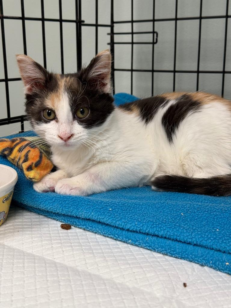 Dallas, a Adoptable mixed breed in Viroqua, WI image 2/3