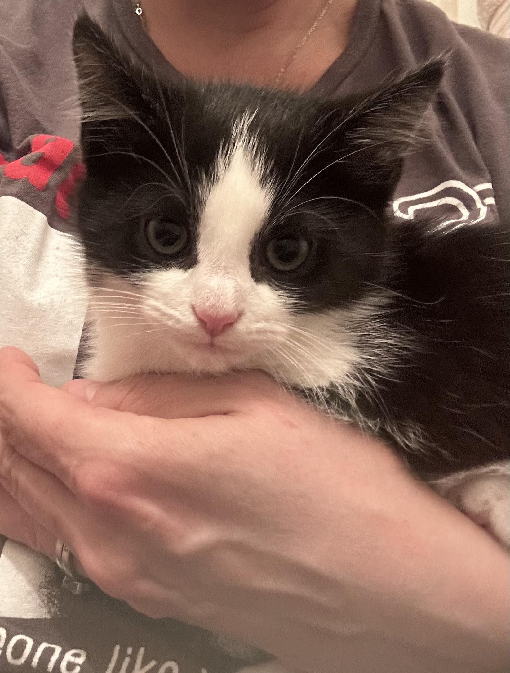 Dodger, an adopted Tuxedo in Medford, MA image 2/5