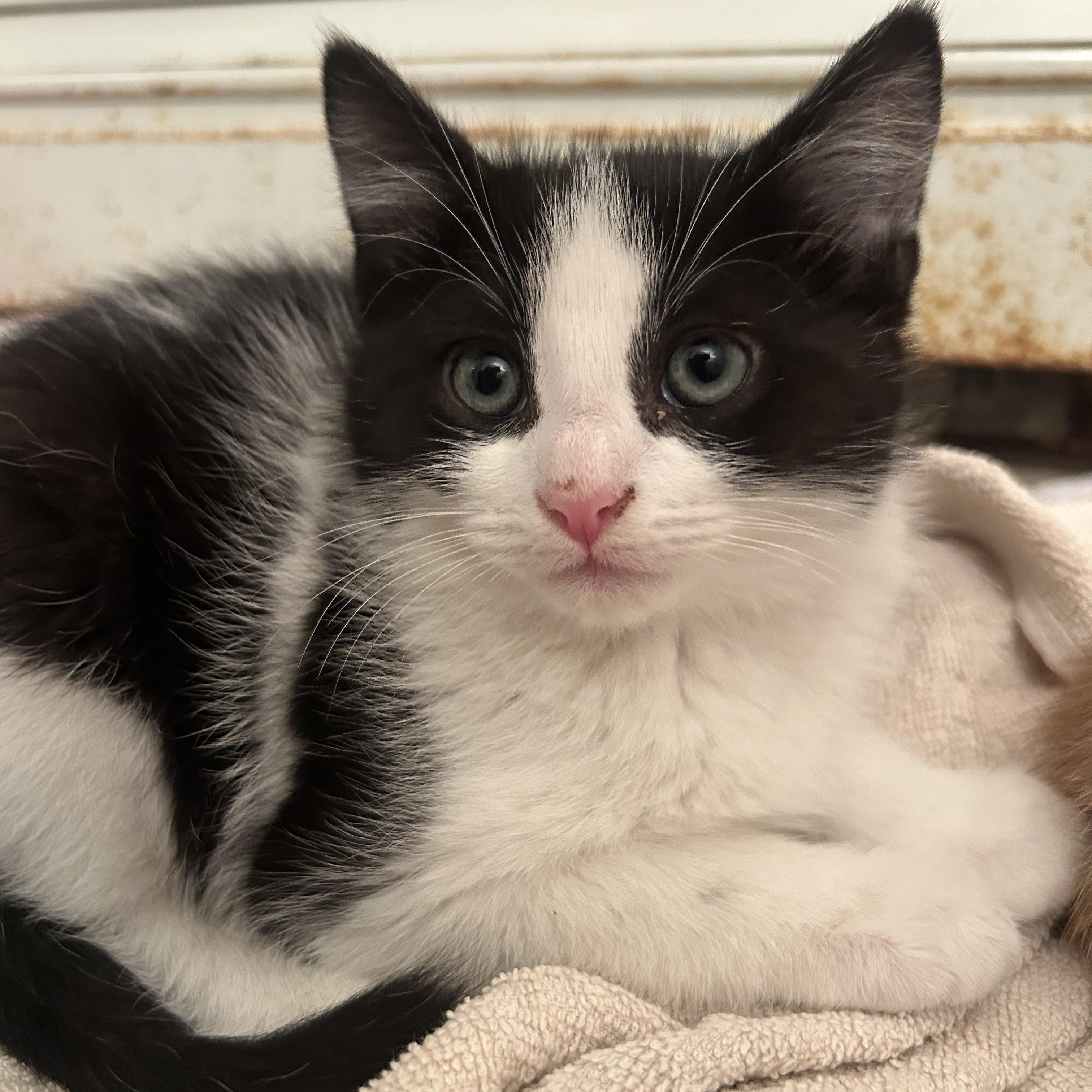 Dodger, adopted, Kitten Male Tuxedo.
