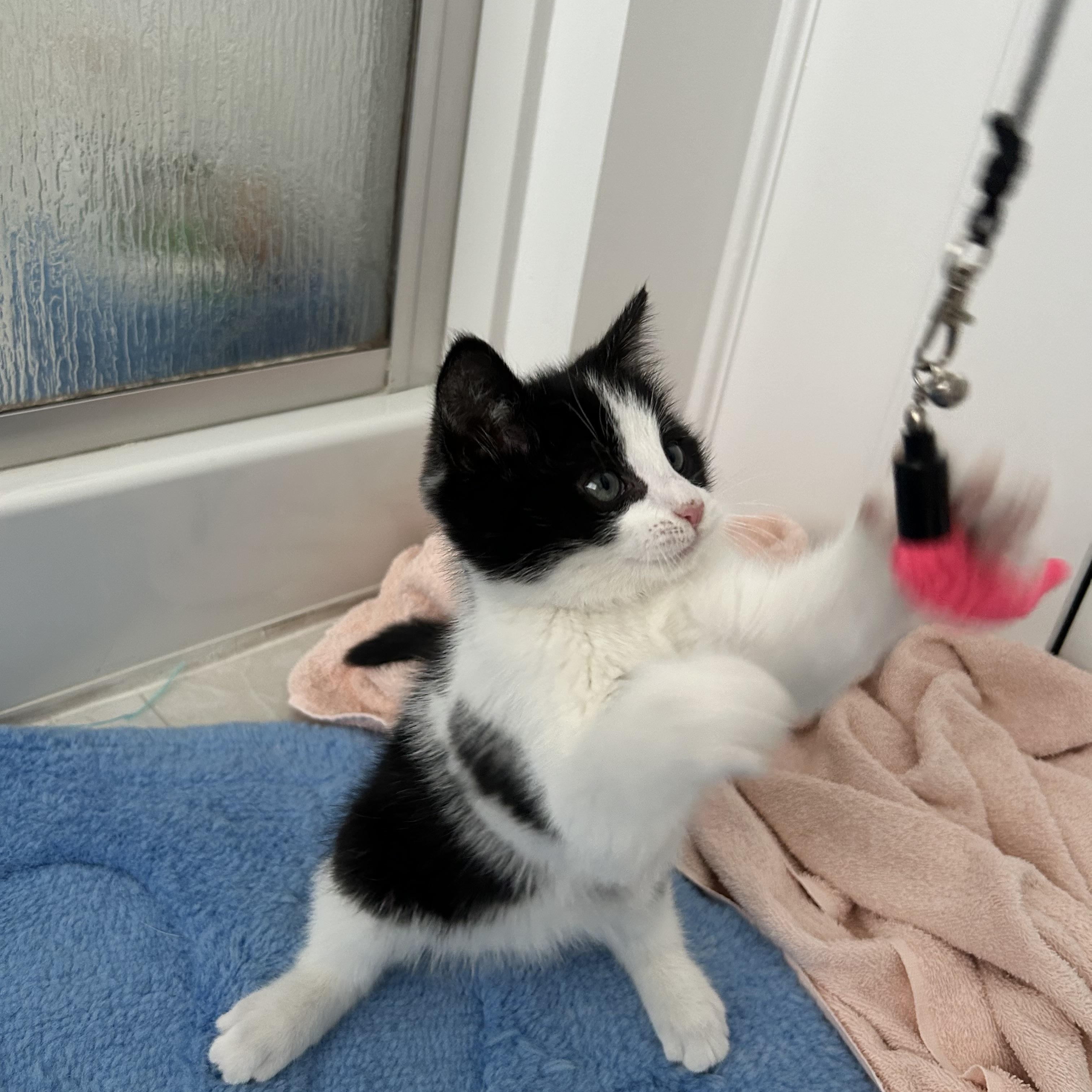 Dodger, an adopted Tuxedo in Medford, MA image 3/5