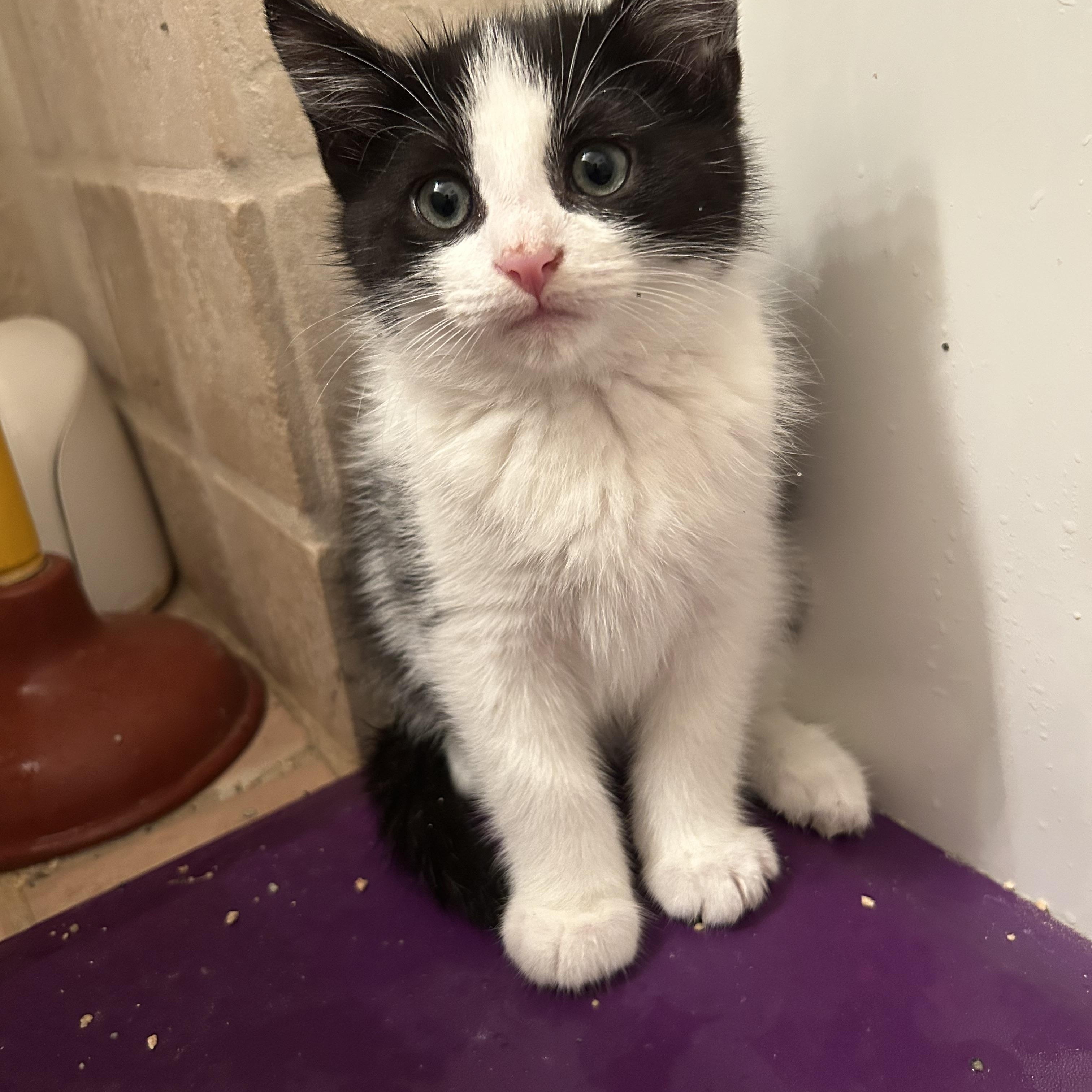 Dodger, an adopted Tuxedo in Medford, MA image 4/5