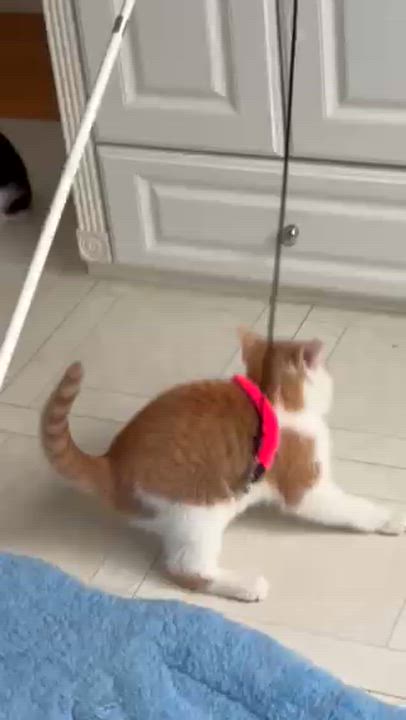 Enlarge Dodger, an adopted Tuxedo in Medford, MA video 5/5