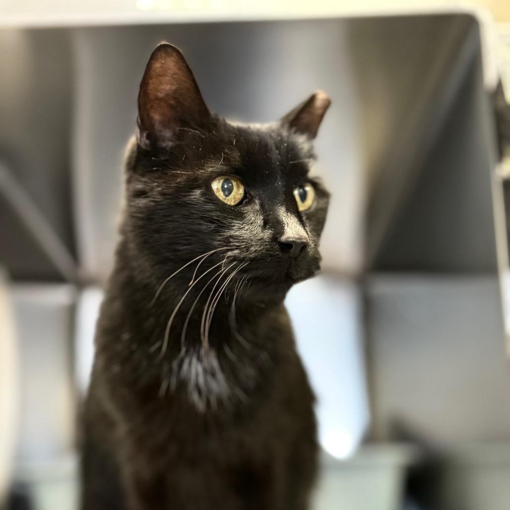 Falcon, a Adoptable Domestic Short Hair in Charlottesville, VA image 1/6