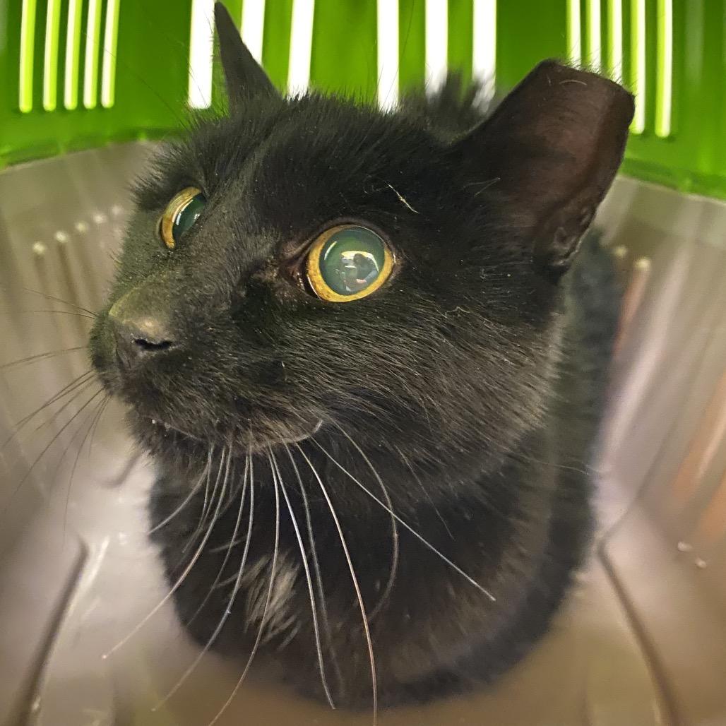 Falcon, a Adoptable Domestic Short Hair in Charlottesville, VA image 2/6