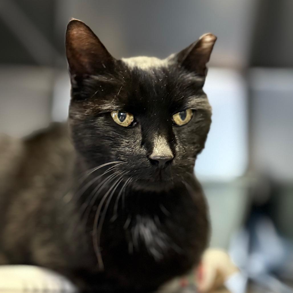 Falcon, a Adoptable Domestic Short Hair in Charlottesville, VA image 3/6
