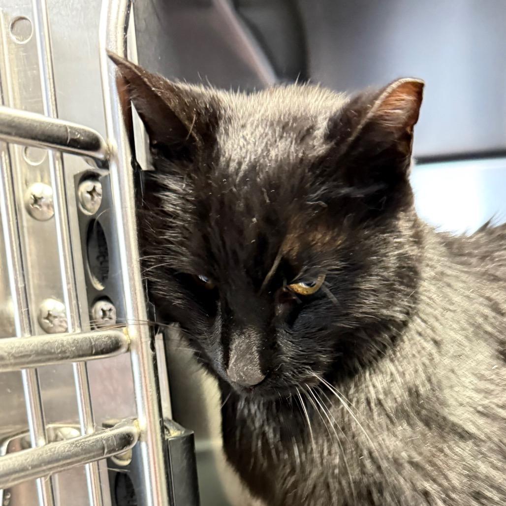 Falcon, a Adoptable Domestic Short Hair in Charlottesville, VA image 4/6