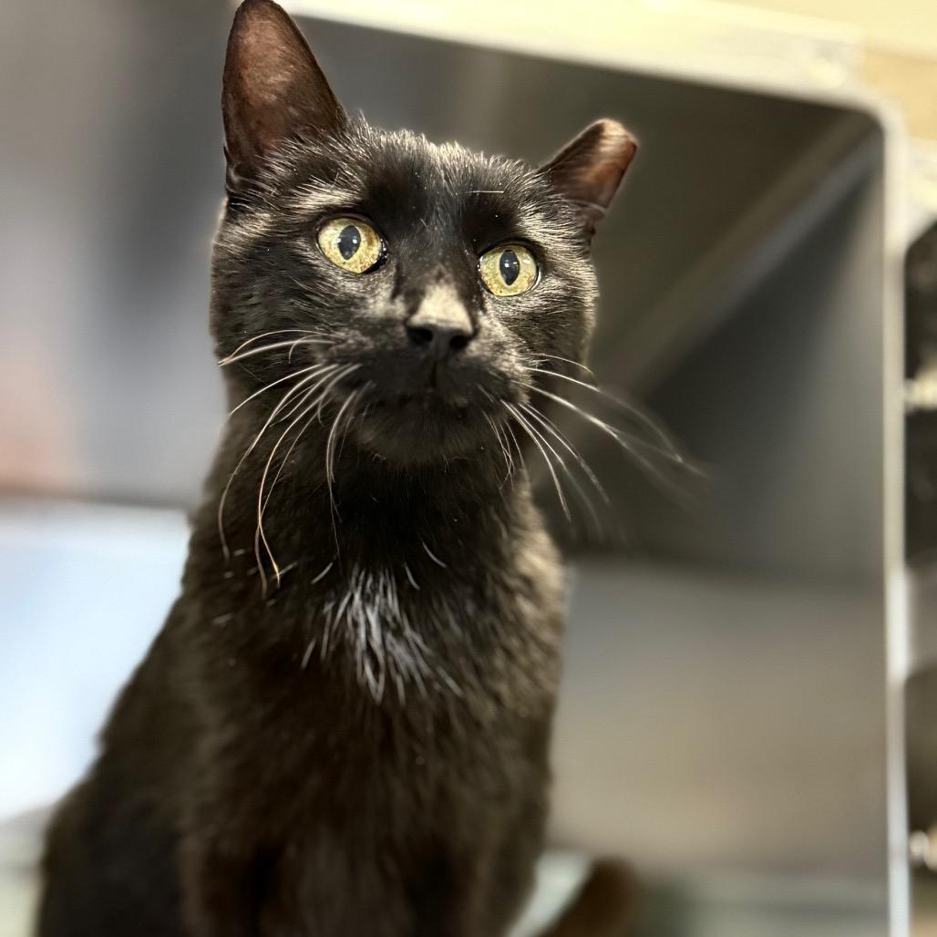 Falcon, a Adoptable Domestic Short Hair in Charlottesville, VA image 5/6