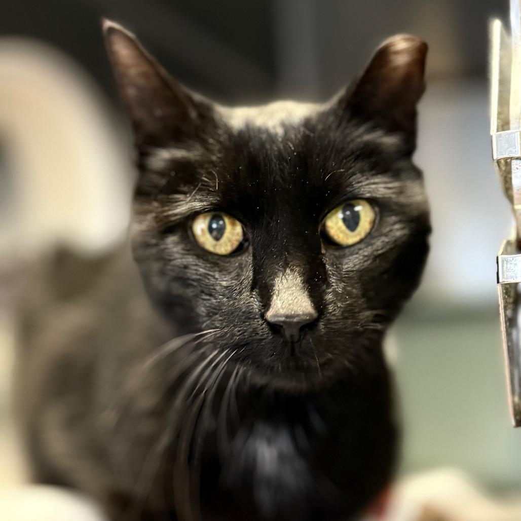 Falcon, a Adoptable Domestic Short Hair in Charlottesville, VA image 6/6